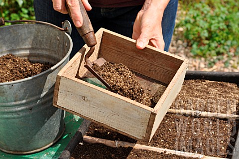 Sowing_wild_companion_plants_in_a_tray