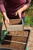 Sowing wild companion plants in a tray