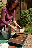 Sowing wild companion plants in a tray