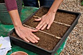 Sowing wild companion plants in a tray