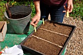 Sowing wild companion plants in a tray