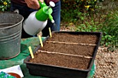 Sowing wild companion plants in a tray