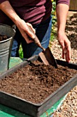 Sowing wild companion plants in a tray