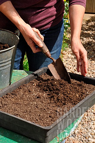 Sowing_wild_companion_plants_in_a_tray
