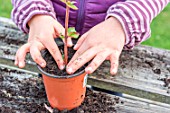 Little girl making a cutting from an Abelia