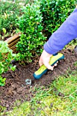 Little girl planting Buxus in a garden