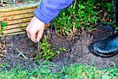 Little girl planting Buxus in a garden