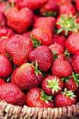 Strawberries Darselect in basket, Pas-de-Calais, France