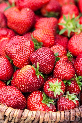 Strawberries_Darselect_in_basket_PasdeCalais_France