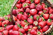 Strawberries Darselect in basket, Pas-de-Calais, France