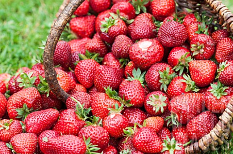 Strawberries_Darselect_in_basket_PasdeCalais_France