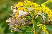 Box Tree Moth (Cydalima perspectalis) feeding in autumn on the nectar of Japanese knotweed (Polygonum cuspidatum), Bugey, France
