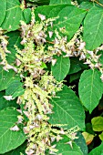 Box Tree Moth (Cydalima perspectalis) feeding in autumn on the nectar of Japanese knotweed (Polygonum cuspidatum), Bugey, France