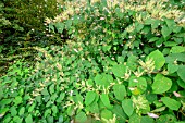 Box Tree Moth (Cydalima perspectalis) feeding in autumn on the nectar of Japanese knotweed (Polygonum cuspidatum), Bugey, France