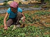 Harvest of radishes at Les jardins de Theia