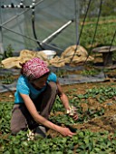 Harvest of radishes at Les jardins de Theia