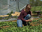 Harvest of radishes at Les jardins de Theia