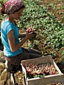 Harvest of radishes at Les jardins de Theia