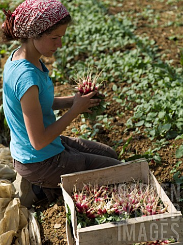 Harvest_of_radishes_at_Les_jardins_de_Theia