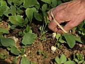 Harvest of radishes at Les jardins de Theia