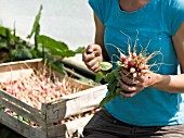 Harvest of radishes at Les jardins de Theia