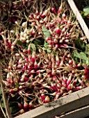 Harvest of radishes at Les jardins de Theia