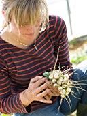 Harvest of radishes at Les jardins de Theia