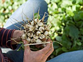 Harvest of radishes at Les jardins de Theia