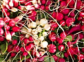 Harvest of radishes at Les jardins de Theia