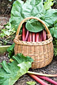 Harvest of rhubarb in a kitchen garden