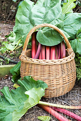 Harvest_of_rhubarb_in_a_kitchen_garden