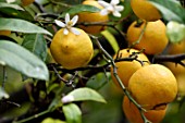 Lemons and flowers of Citrus limon, citrus garden of the Palais Carnoles, Menton, France