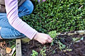 Little girl weeding a squarefoot kitchen garden