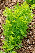 Early Carot Napoli, Daucus carota ssp sativus Napoli