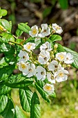 Botanical rose, Rosa Moyesii Nevada, Breeder: Dot 1927, felurs