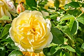 Rose tree Graham Thomas in bloom in a garden