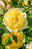 Rose tree Graham Thomas in bloom in a garden