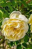 Rose tree Graham Thomas in bloom in a garden