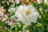 Rose floribunda, Rosa Lions-Rose, Breeder: Kordes (GER) 2002, flower