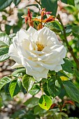 Rose floribunda, Rosa Lions-Rose, Breeder: Kordes (GER) 2002, flower