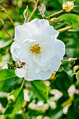 Hybrid Musk rosebush, Rosa Neige dété, flower