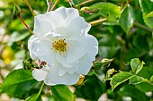 Hybrid Musk rosebush, Rosa Neige dété, flower