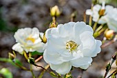 Hybrid Musk rosebush, Rosa Neige dété, flower