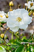Hybrid Musk rosebush, Rosa Neige dété, flower