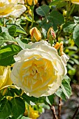 Modern hybrid rose, Rosa The Pilgrim, Breeder: Austin 1991, flower