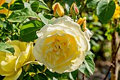 Modern hybrid rose, Rosa The Pilgrim, Breeder: Austin 1991, flower