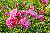 Rose tree Angela in bloom in a garden