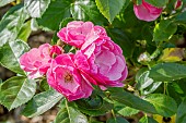 Rose tree Angela in bloom in a garden