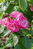 Rose tree Angela in bloom in a garden