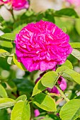 Damask perpetual Rose, Rosa Rose de Rescht, Breeder: Miss Nancy Lindsay, flower